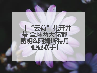 “云荷”花开并蒂 全球两大花都昆明&阿姆斯特丹强强联手