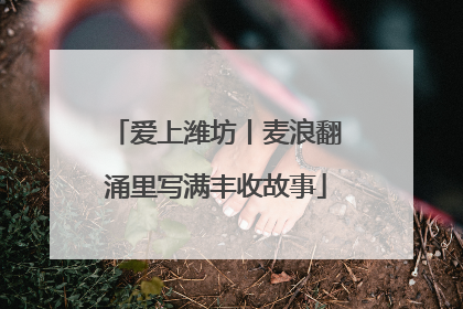 爱上潍坊丨麦浪翻涌里写满丰收故事