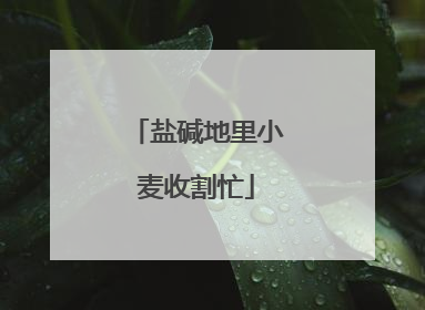 盐碱地里小麦收割忙