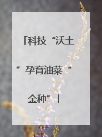 科技“沃土”孕育油菜“金种”