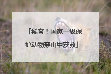 稀客！国家一级保护动物穿山甲获救
