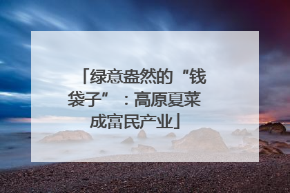 绿意盎然的“钱袋子”：高原夏菜成富民产业