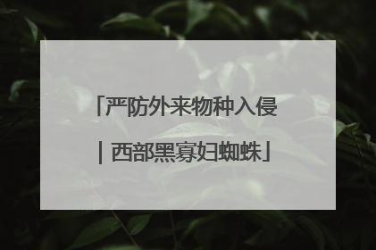 严防外来物种入侵｜西部黑寡妇蜘蛛