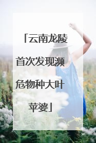 云南龙陵首次发现濒危物种大叶苹婆
