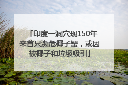 印度一洞穴现150年来首只濒危椰子蟹，或因被椰子和垃圾吸引