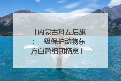 内蒙古科左后旗：一级保护动物东方白鹳组团栖息
