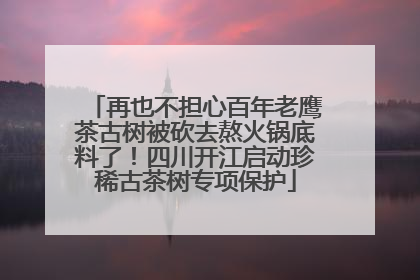 再也不担心百年老鹰茶古树被砍去熬火锅底料了！四川开江启动珍稀古茶树专项保护