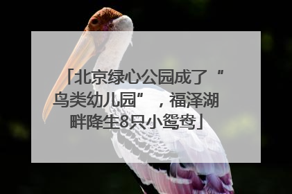 北京绿心公园成了“鸟类幼儿园”，福泽湖畔降生8只小鸳鸯