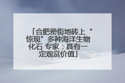 合肥罍街地砖上“惊现”多种海洋生物化石 专家：具有一定观赏价值