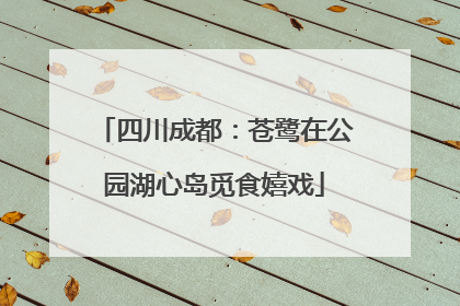 四川成都：苍鹭在公园湖心岛觅食嬉戏