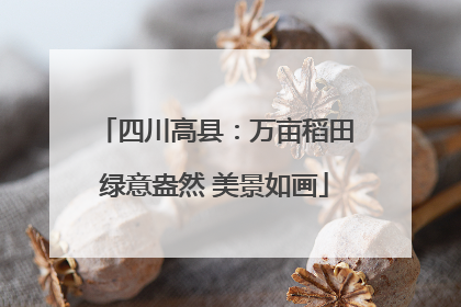 四川高县：万亩稻田绿意盎然 美景如画