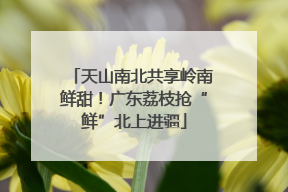 天山南北共享岭南鲜甜！广东荔枝抢“鲜”北上进疆