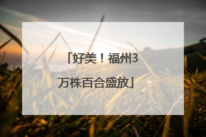 好美！福州3万株百合盛放