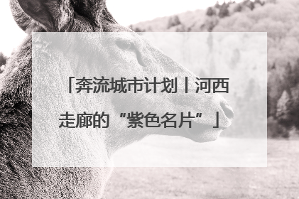 奔流城市计划丨河西走廊的“紫色名片”