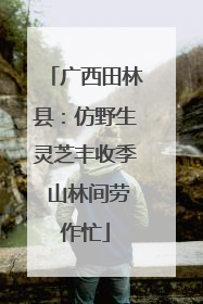 广西田林县：仿野生灵芝丰收季 山林间劳作忙