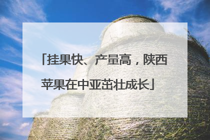 挂果快、产量高，陕西苹果在中亚茁壮成长