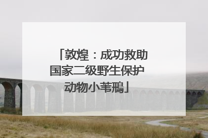 敦煌：成功救助国家二级野生保护动物小苇鳽