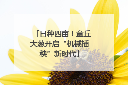 日种四亩！章丘大葱开启“机械插秧”新时代