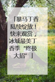 暴马丁香陆续绽放！快来观赏，冰城最美丁香季“终极大招”