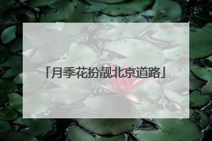 月季花扮靓北京道路