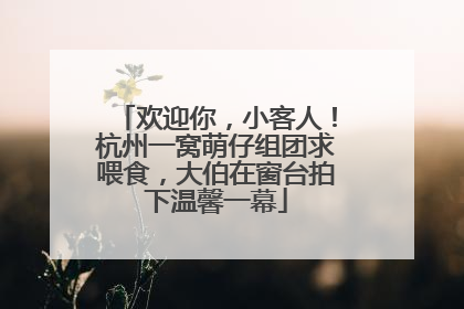 欢迎你，小客人！杭州一窝萌仔组团求喂食，大伯在窗台拍下温馨一幕