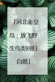 河北秦皇岛：放飞野生鸟类回归自然