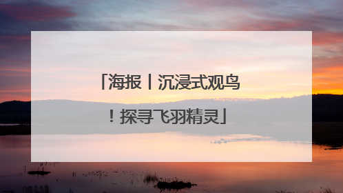 海报丨沉浸式观鸟！探寻飞羽精灵