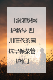 滴灌织网护新绿 四川旺苍茶园抗旱保茶管护忙