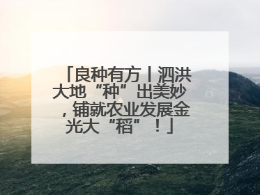 良种有方丨泗洪大地“种”出美妙，铺就农业发展金光大“稻”！