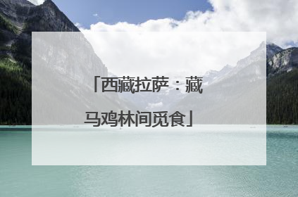 西藏拉萨：藏马鸡林间觅食