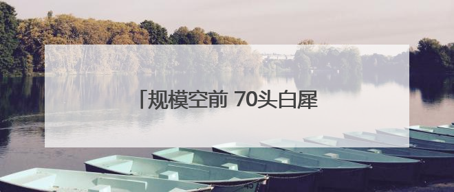 规模空前 70头白犀牛从南非运抵卢旺达