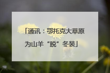 通讯：鄂托克大草原为山羊“脱”冬装