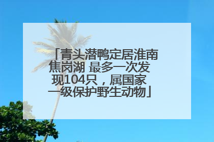 青头潜鸭定居淮南焦岗湖 最多一次发现104只，属国家一级保护野生动物