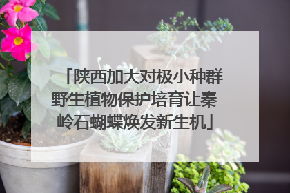 陕西加大对极小种群野生植物保护培育让秦岭石蝴蝶焕发新生机