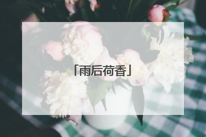 雨后荷香