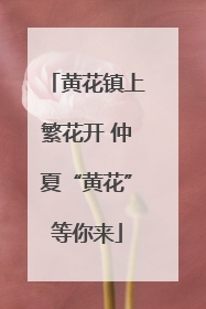 黄花镇上繁花开 仲夏“黄花”等你来
